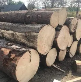 Top Quality Wood Logs